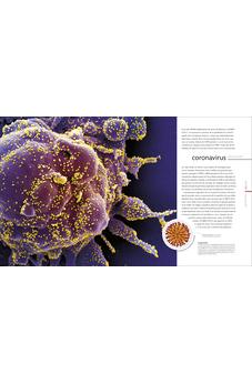 Vida Microscópica